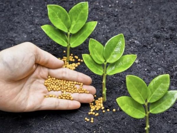 Importância dos fertilizantes no cultivo indoor
