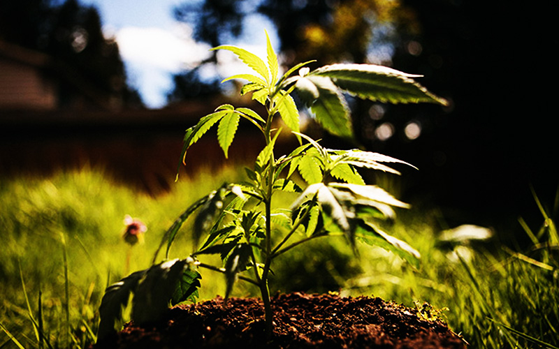 Cannabis Medicinal - Vaporizadores de Ervas