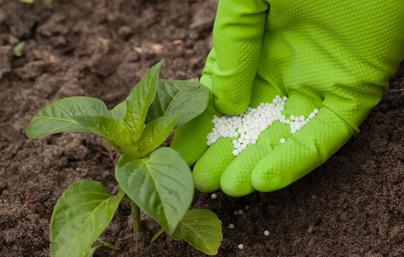 Vantagens e desvantagens de fertilizantes orgânicos e minerais