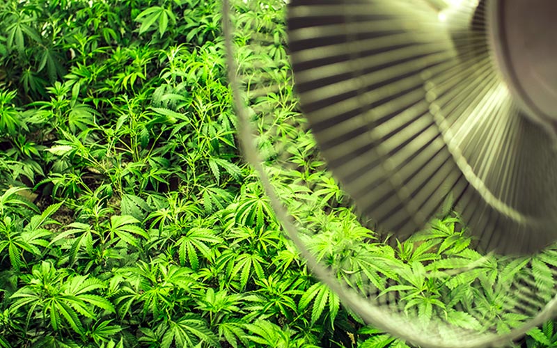 reduzir o custo de energia cultivando cannabis