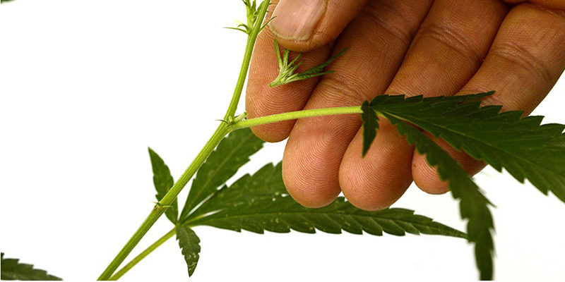 Tipos de Podas e Amarrações para sua Cannabis render muito mais!