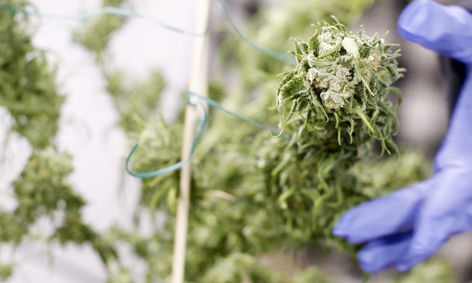 secar e curar buds de cannabis
