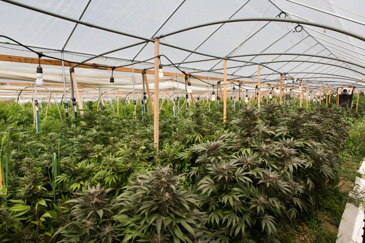 cultivo de cannabis no inverno