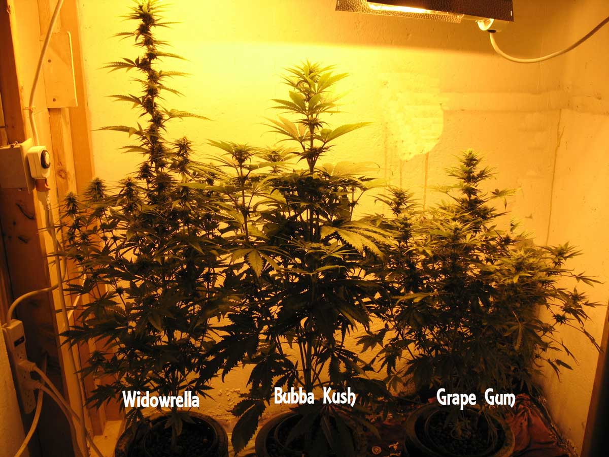 Prós e contras de cultivar várias espécies de cannabis