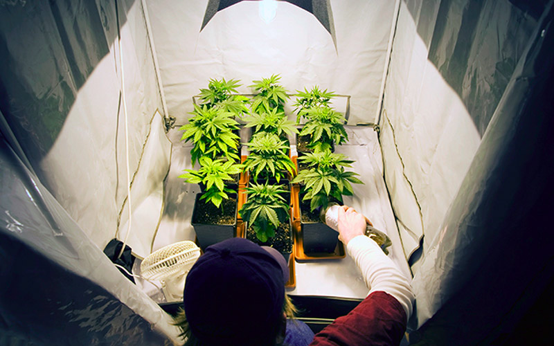Prós e contras de cultivar várias espécies de cannabis
