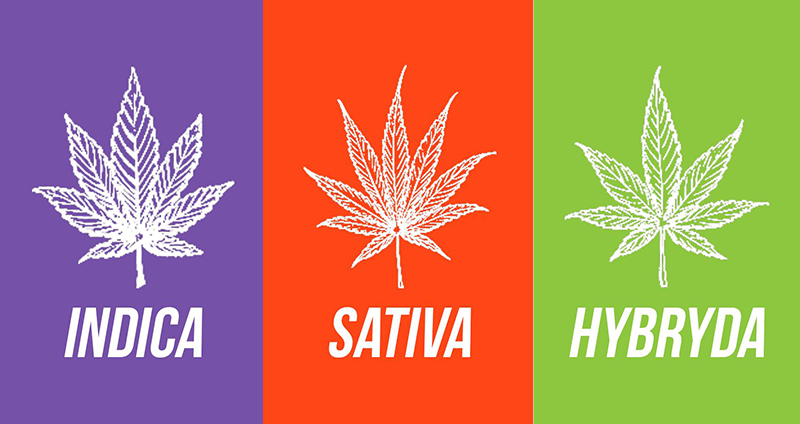Conheça as Diferenças no Cultivo de Cannabis Híbrida, Sativa e Índica