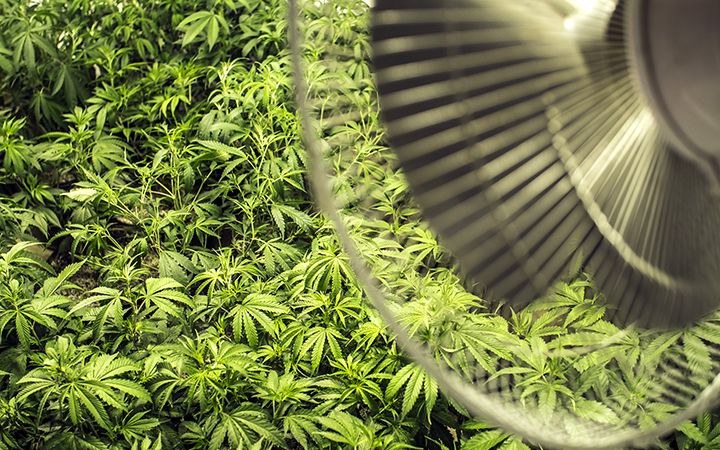 Como cultivar Cannabis indoor: Um guia para iniciantes