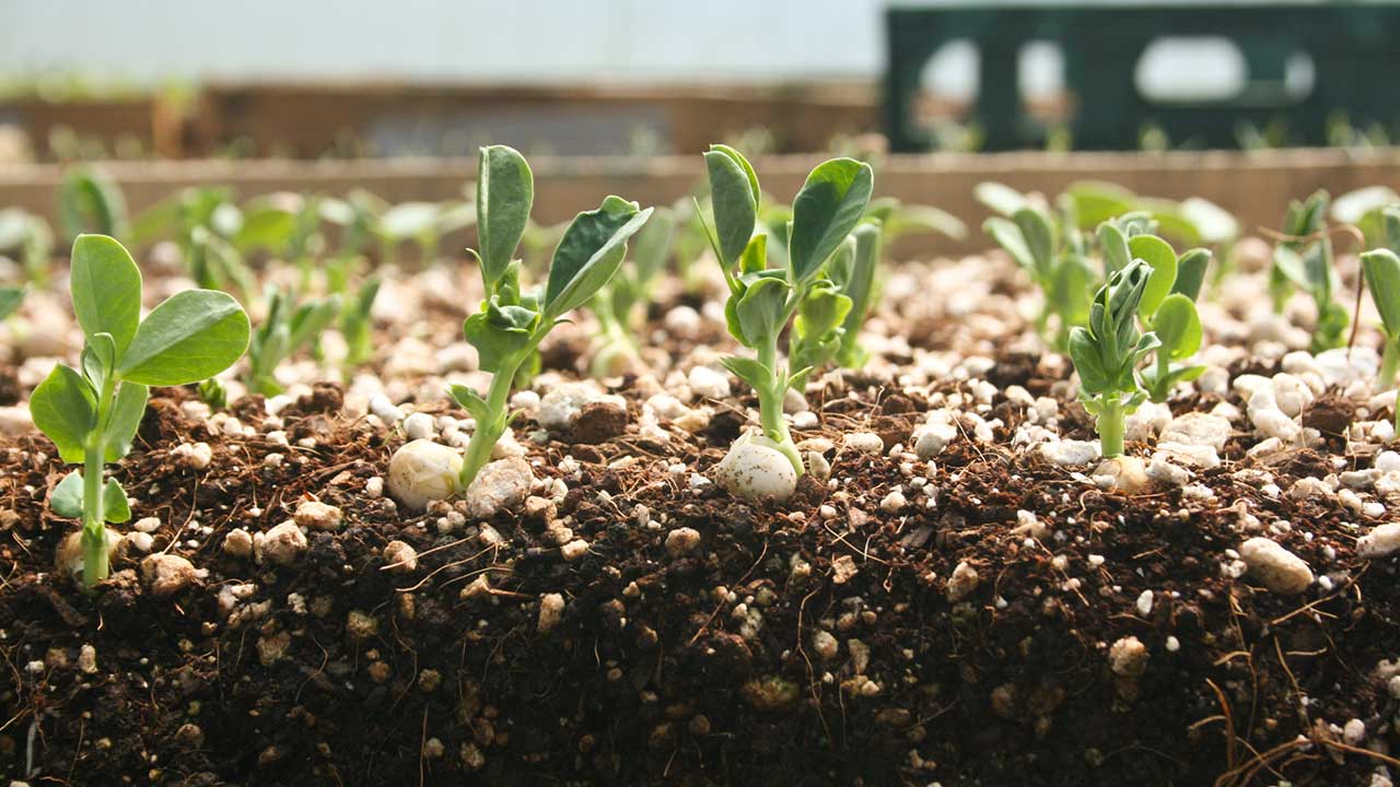 Como germinar sementes de cannabis