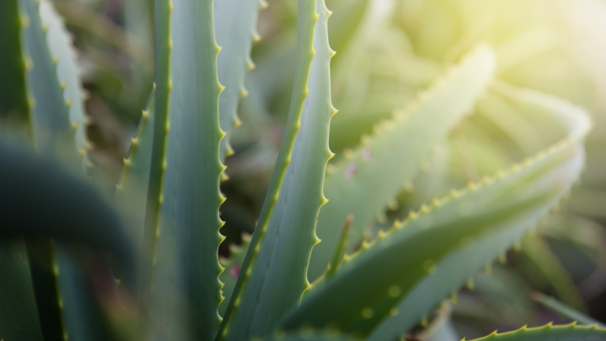 Aloe Vera ajuda a proteger e nutrir sua planta de cannabis