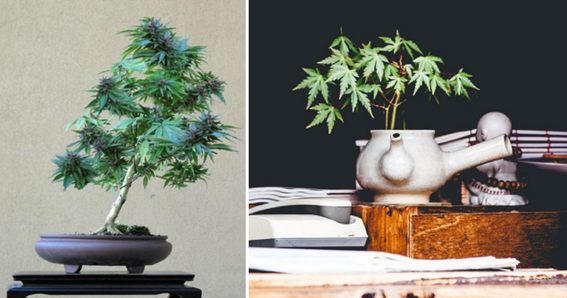 PC Grow ou Micro cultivo de Cannabis: Existe um limite de espaço para a floração?