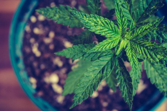 Solo para cannabis: qual é o melhor para o cultivo