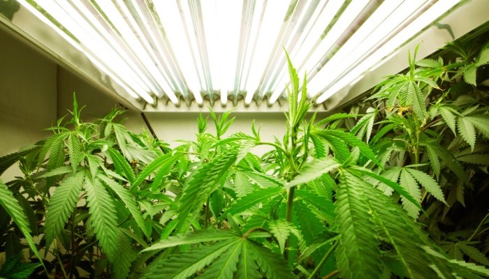 Folhas da cannabis – Aprenda como identificar deficiências no seu cultivo