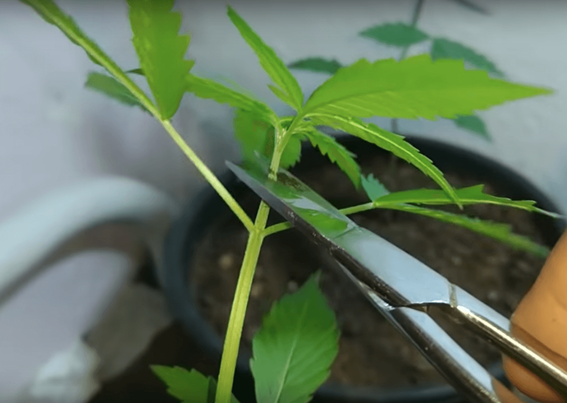 Quer fazer seu cultivo de cannabis render? Conheça os tipos de podas e amarrações