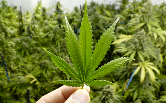 Cultivar vários tipos de cannabis é viável?