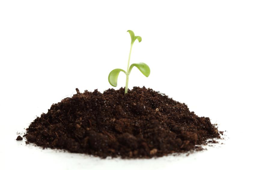 Benefícios do uso do substrato Carolina Soil