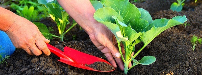 Como usar fertilizantes e substratos no cultivo