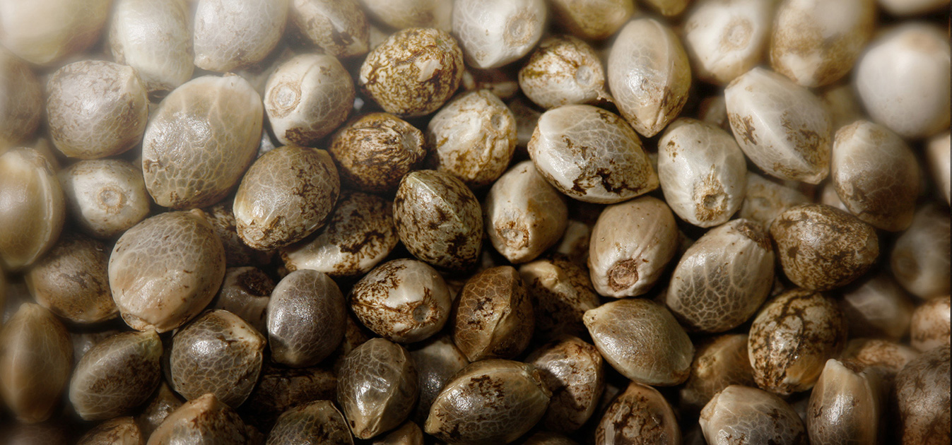 O que saber antes de plantar sua semente de maconha