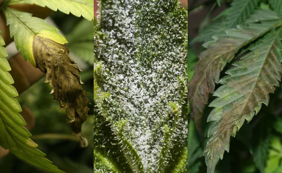 Como prevenir mofo na planta de cannabis?