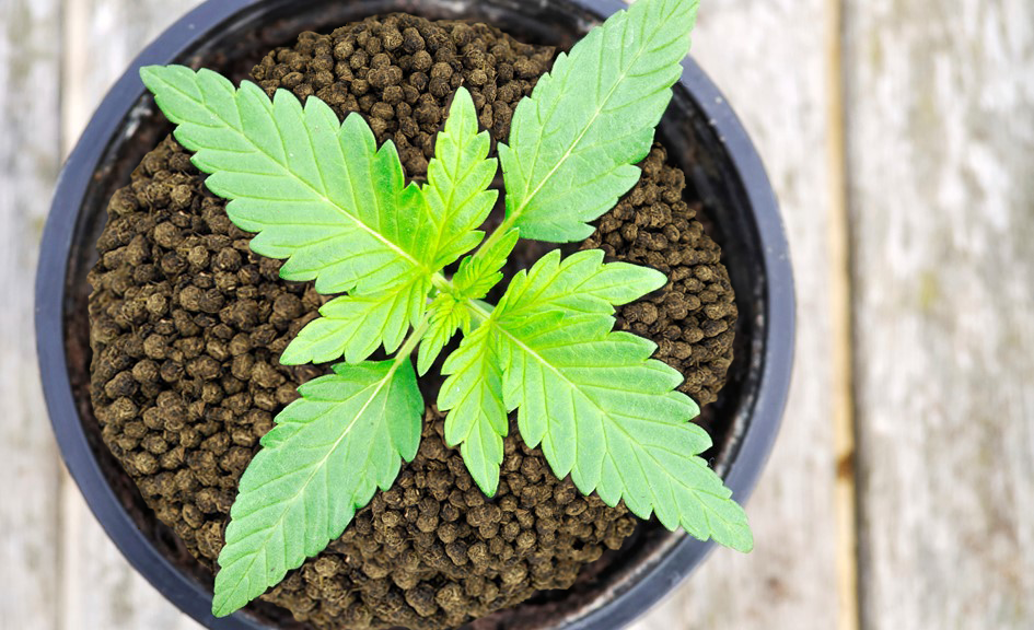 Quais são as diferenças entre macro e micronutrientes na cannabis?