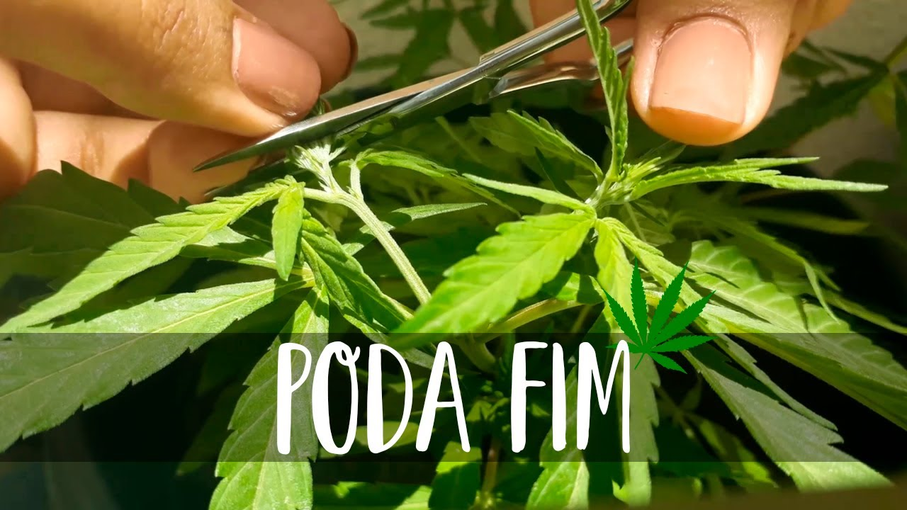 Poda FIM no cultivo de Cannabis: Conheça tudo sobre o assunto
