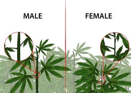 Como saber identificar o sexo da sua cannabis?!